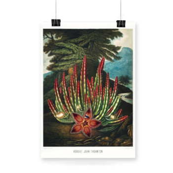 Plakat The Maggot–Bearing Stapelia from The Temple of Flora