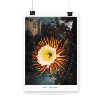 Plakat The Night–Blowing Cereus from The Temple of Flora