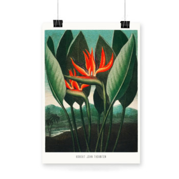Plakat The Queen–Plant from The Temple of Flora