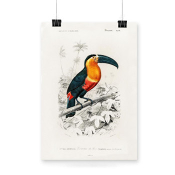 Plakat Toucan by Charles Dessalines D' Orbigny