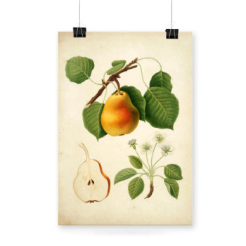 Plakat Vintage Pear Illustration