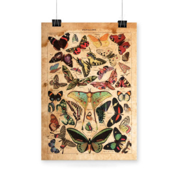 Plakat Vintage Papillons Illustration