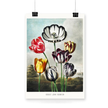Plakat Tulips from The Temple of Flora