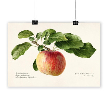 Plakat Apple 1919 by Royal Charles Steadman