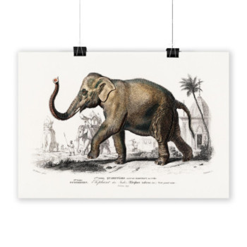 Plakat Asiatic elephant by Charles Dessalines D'Orbigny