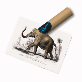 Plakat Asiatic elephant by Charles Dessalines D'Orbigny