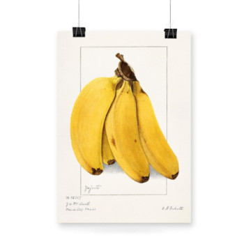 Plakat Bananas 1904 by Ellen Isham Schutt