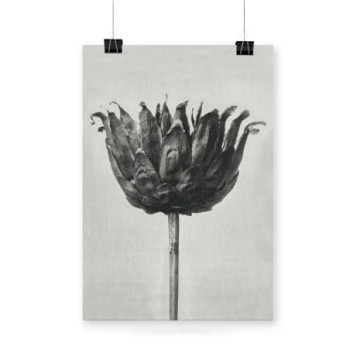 Plakat Centaurea Ruthenica