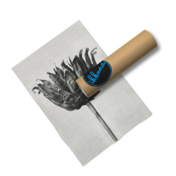 Plakat Centaurea Ruthenica