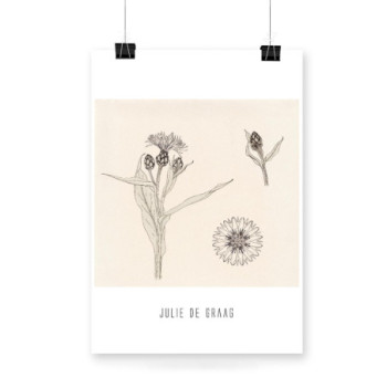 Plakat Cornflowers