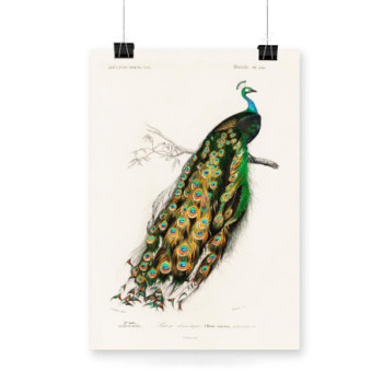 Plakat Indian peafowl by Charles Dessalines D' Orbigny 40x60