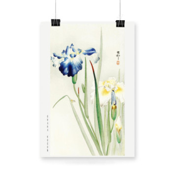 Plakat Irises