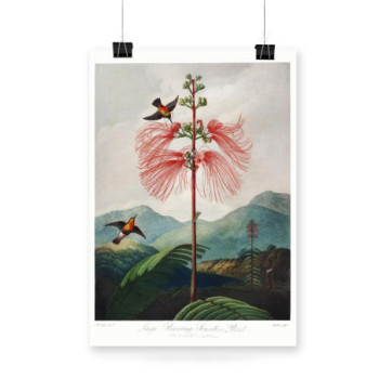 Plakat Large–Flowering Sensitive Plant from The Temple of Flora