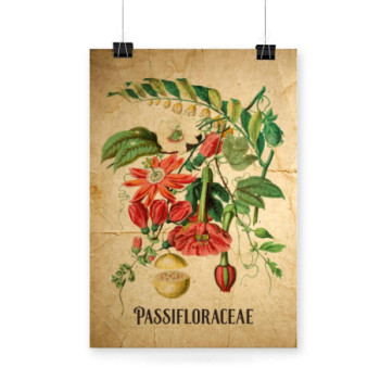 Plakat Passifloraceae
