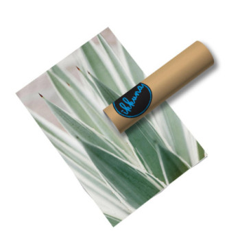 Plakat Sansevieria