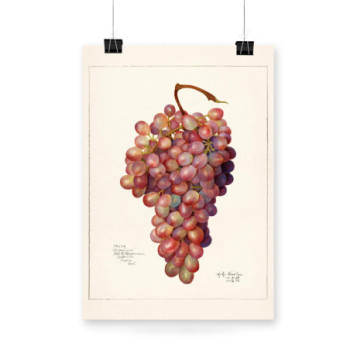 Plakat Red grape