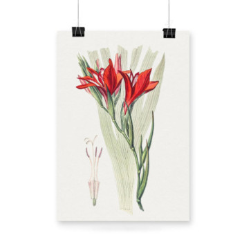 Plakat Red sword lily
