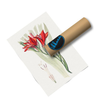 Plakat Red sword lily