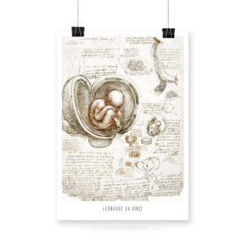 Plakat Studies of the Foetus in the Womb