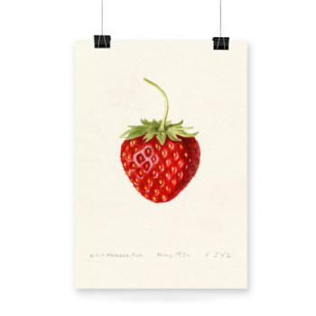 Plakat Strawberry by Louis Krieger