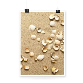 Plakat Small shells